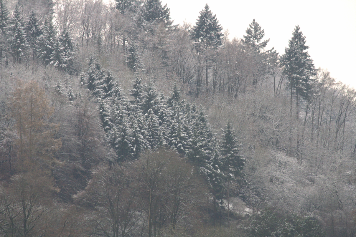 verschneiter_Wald_01.jpg